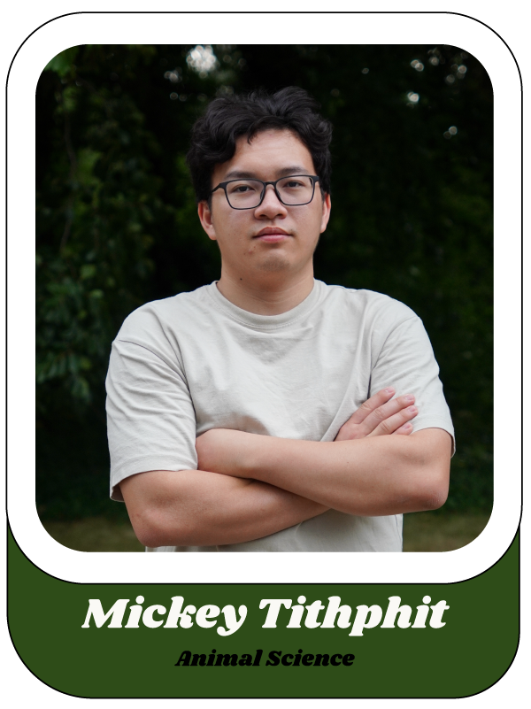 Mickey Tithphit